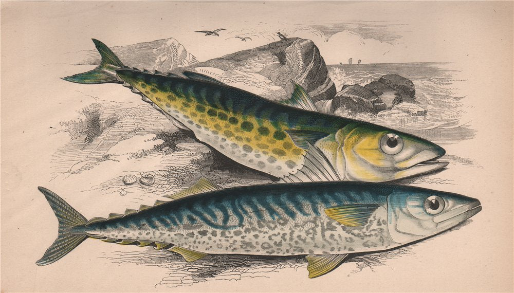 SPANISH MACKEREL. Scomberomorus maculatus. COUCH. Fish 1862 old antique print
